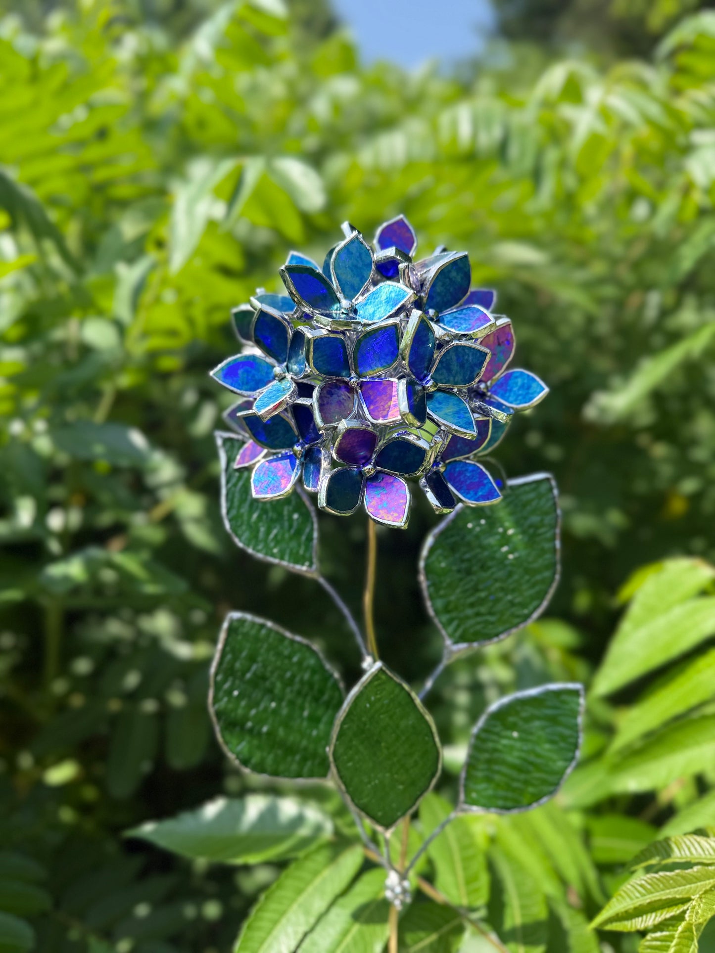 " . Beautiful Hydrangea Indigo iridescent bunch in the pot”, Stained glass tropical flower