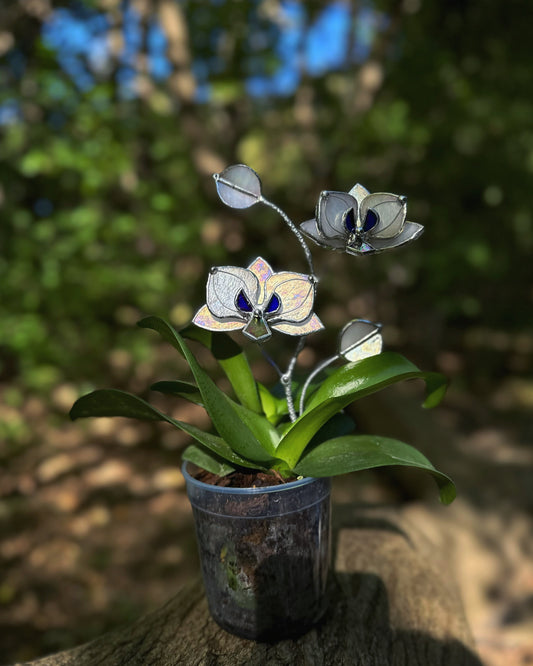 " . White pearl iridescent Orchid flower stick, Plant stake 2 flowers no pot” Stained glass tropical flower 3D, Sun catcher, Table plant, Garden stick, Outdoor and gardening decor