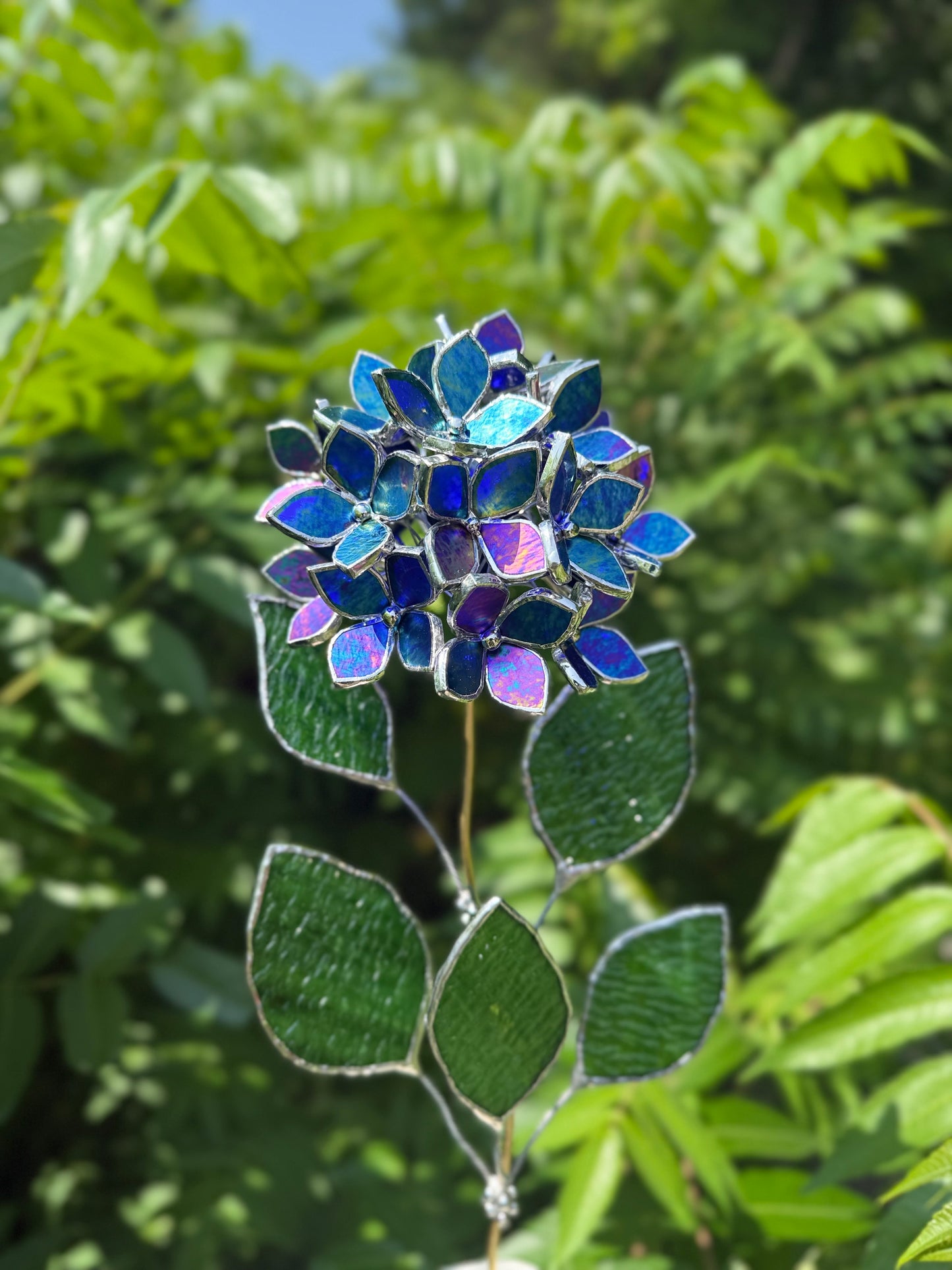 " . Beautiful Hydrangea Indigo iridescent bunch in the pot”, Stained glass tropical flower