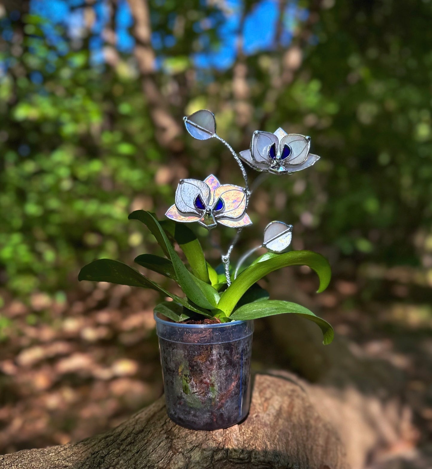 " . White pearl iridescent Orchid flower stick, Plant stake 2 flowers no pot” Stained glass tropical flower 3D, Sun catcher, Table plant, Garden stick, Outdoor and gardening decor