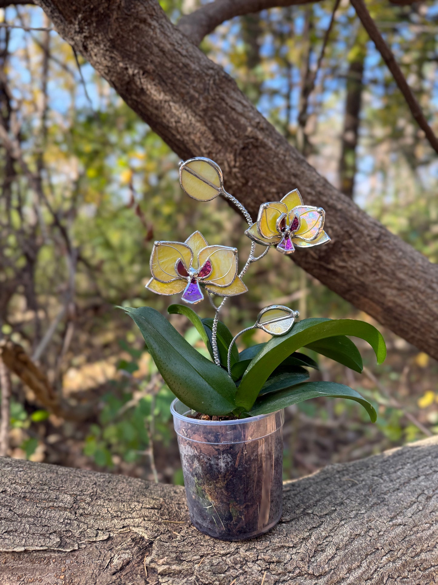 " . Lemon yellow irid Orchid flower stick, Plant stake 2 flowers no pot” Stained glass tropical flower 3D, Sun catcher, Table plant, Garden stick, Outdoor and gardening decor (Copy)